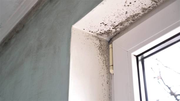 Best Attic Mold Removal  in Priceville, AL