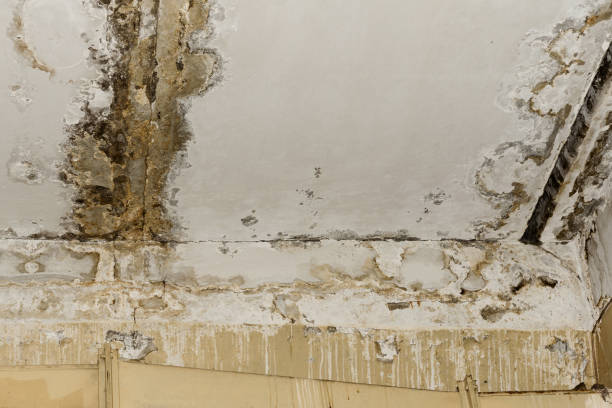 Mold Remediation for Vacation Homes in Priceville, AL