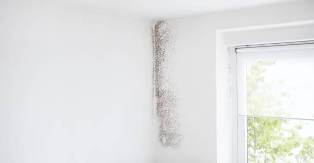 Best Dehumidification Services  in Priceville, AL