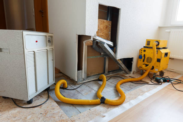 Best Basement Mold Removal  in Priceville, AL