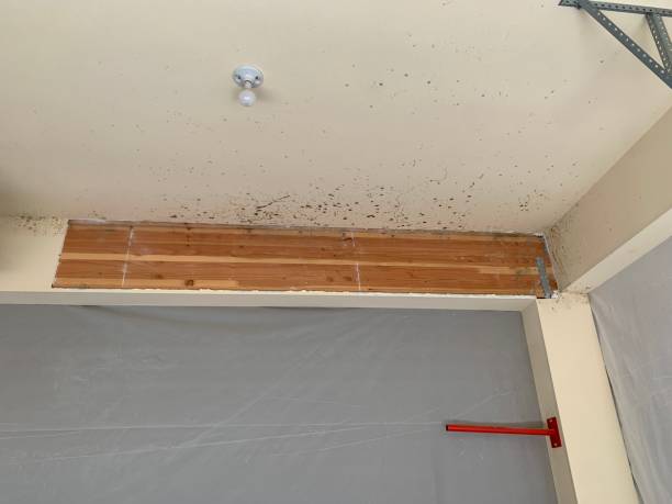 Best Mold Documentation for Insurance Claims  in Priceville, AL