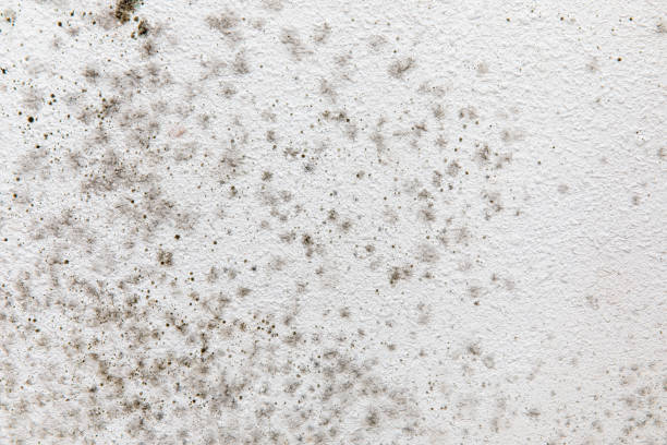 Best Mold-Related Health Consultation  in Priceville, AL
