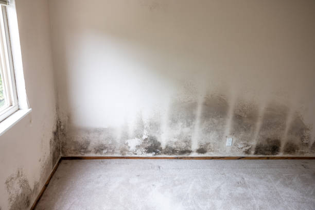 Best Emergency Mold Remediation  in Priceville, AL