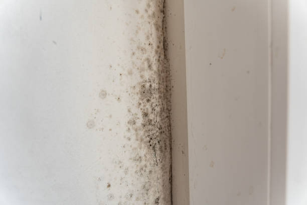 Best Post-Remediation Verification Testing  in Priceville, AL